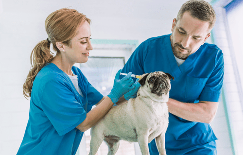 Auxiliar Técnico Veterinario (ATV) – Con Prácticas Garantizadas